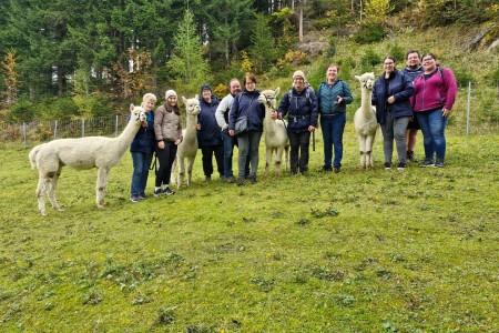 Alpakawanderung mit Karin