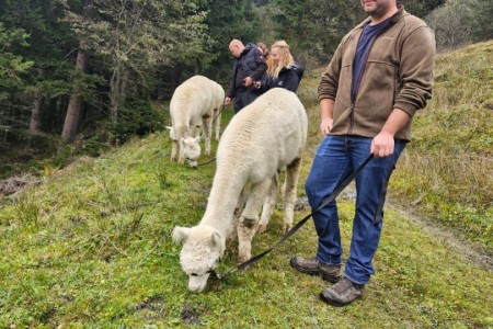 Alpakawanderung mit Karin