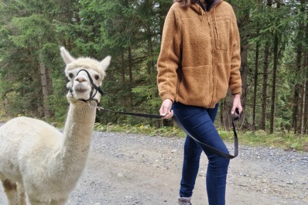 Alpakawanderung mit Karin