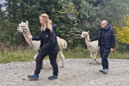 Alpakawanderung mit Karin