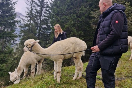 Alpakawanderung mit Karin