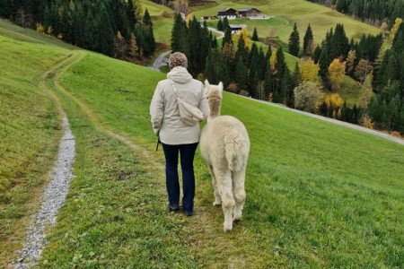 Alpakawanderung mit Karin