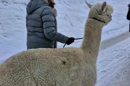 Halfter & Harmonie mit Karin