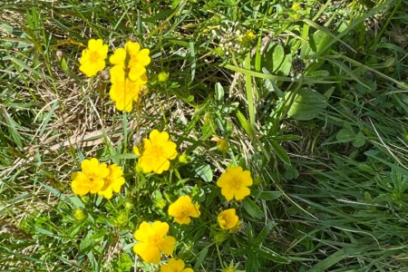 Wanderung mit Toni Senior von Unterwandalm-Karseggalm-Breitenebenalm