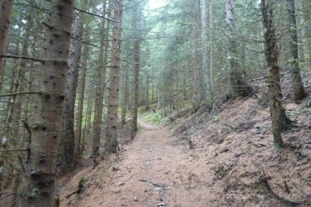 Wanderung mit Dominik zur Loosb&uuml;helalm