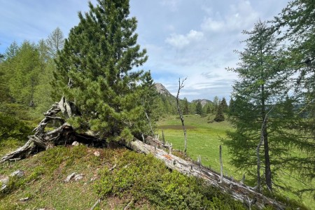 Wanderung mit Toni sen. im Gebiet der Filzmoosalm
