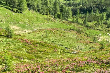 Wanderung mit Toni sen. zum Laagangk&ouml;pferl