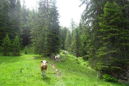 Wanderung mit Maria zur Karseggalm