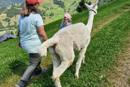 Alpakawanderung mit Karin