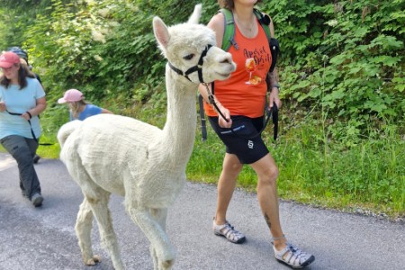 Alpakawanderung mit Karin