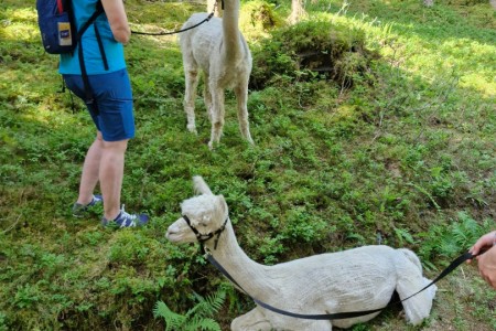 Alpakawanderung mit Karin