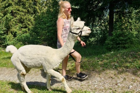 Alpakawanderung mit Karin