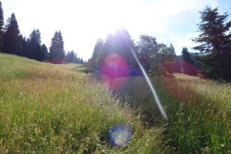 Wanderung mit Dominik zur Ellmaualm