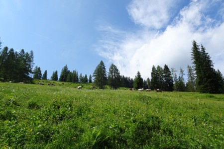 Wanderung mit Dominik zur Ellmaualm