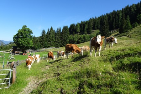 Wanderung mit Maria zur Gro&szlig;wildalm