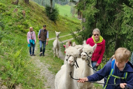 Alpakawanderung mit Karin