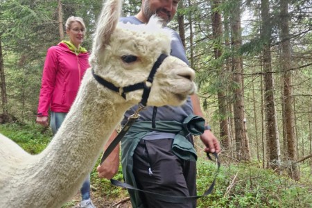 Alpakawanderung mit Karin