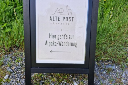 Alpakawanderung mit Karin