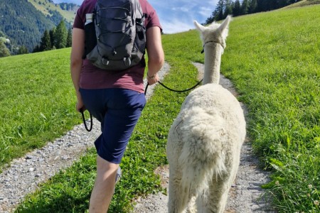 Alpakawanderung mit Karin
