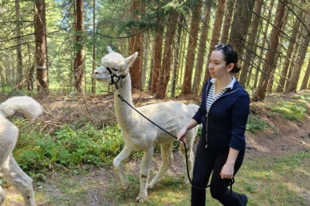 Alpakawanderung mit Karin