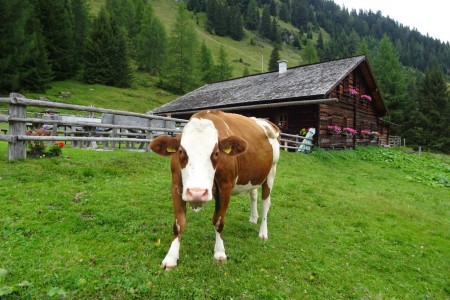 Wanderung mit Maria zur Hirschgrubenalm