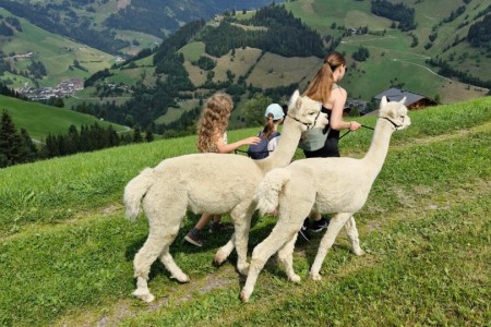 Alpakawanderung mit Karin