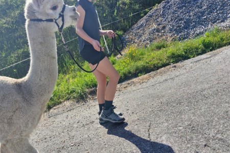 Alpakawanderung mit Karin