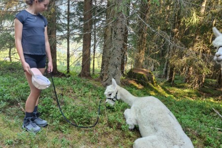 Alpakawanderung mit Karin