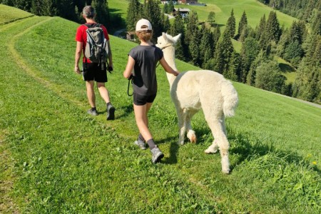 Alpakawanderung mit Karin