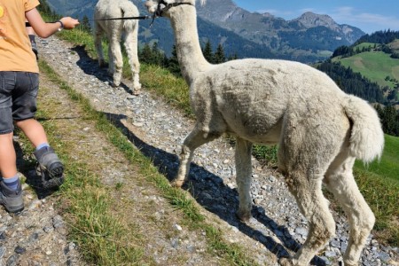 Alpakawanderung mit Karin