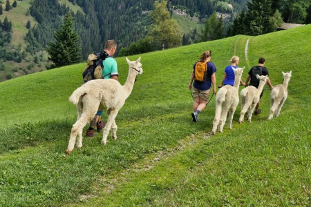 Alpaka Wanderung mit Karin