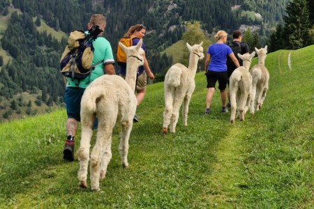 Alpaka Wanderung mit Karin