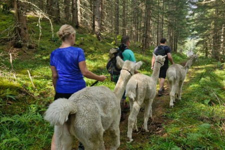 Alpaka Wanderung mit Karin