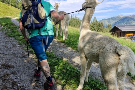 Alpaka Wanderung mit Karin