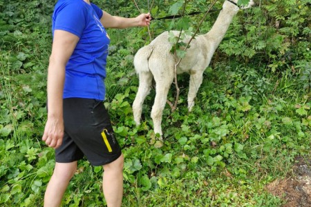 Alpaka Wanderung mit Karin