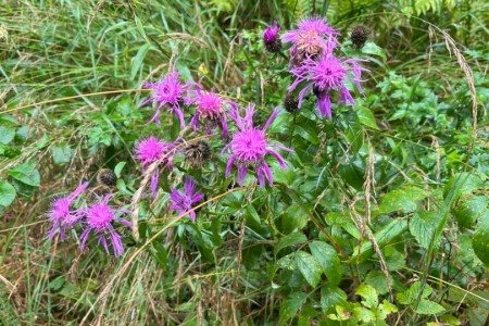 Wanderung mit Toni Senior zur Hubalm
