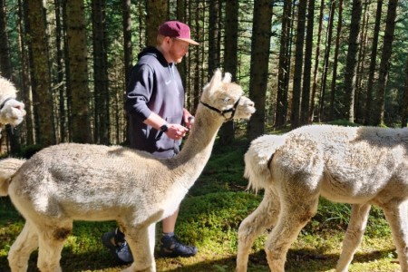 Alpakawanderung mit Karin