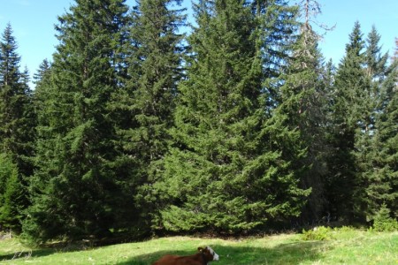 Wanderung mit Maria &uuml;ber die Gro&szlig;wildalm zur Karseggalm