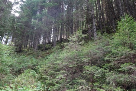 Wanderung mit Maria zur Hubalm