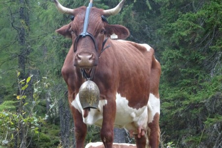 Wanderung mit Maria sen. zur Filzmoosalm