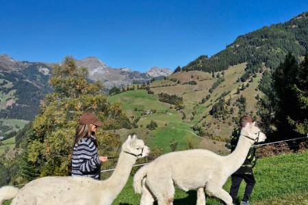 Alpakawanderung mit Karin