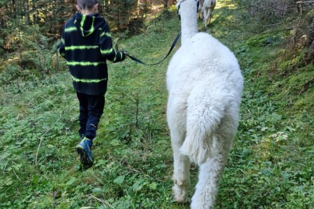 Alpakawanderung mit Karin