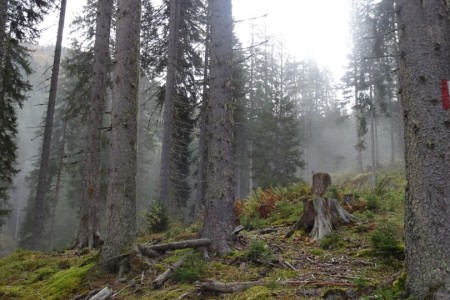 Wanderung mit Maria zur Loosb&uuml;helalm und Wei&szlig;alm