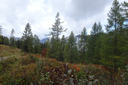 Wanderung mit Maria zur Loosb&uuml;helalm und Wei&szlig;alm