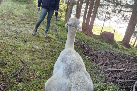 Alpakawanderung mit Karin