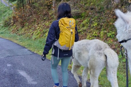 Alpakawanderung mit Karin