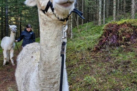 Alpakawanderung mit Karin