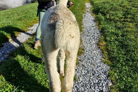 Alpakawanderung mit Karin