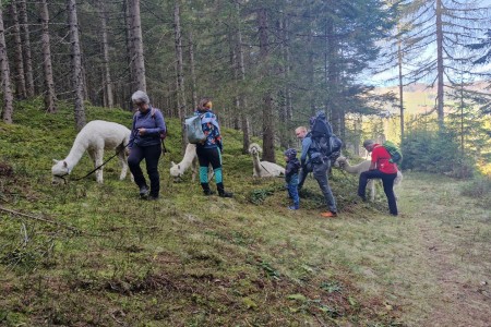 Alpakawanderung mit Karin