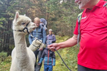 Alpakawanderung mit Karin